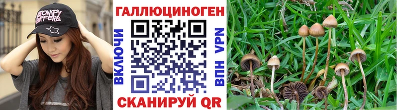 мега зеркало  Приморск  Псилоцибиновые грибы Magic Shrooms 